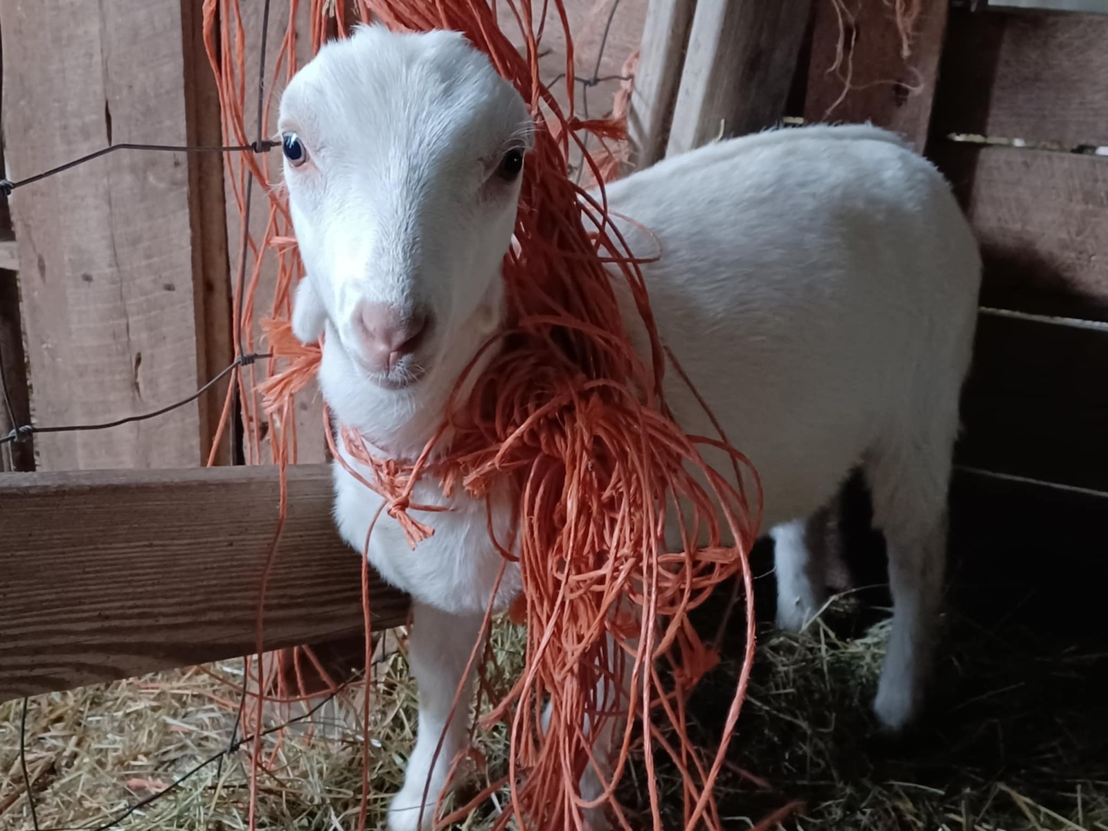 Life With Goats: Thank Goodness for Calm Genetics